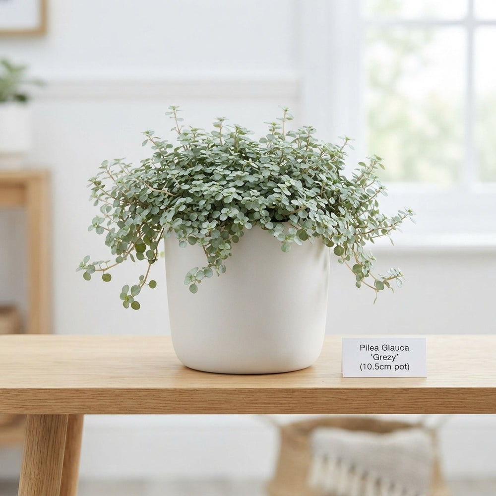 Pilea ‘Glauc Greyzy’ – 10.5cm Pot