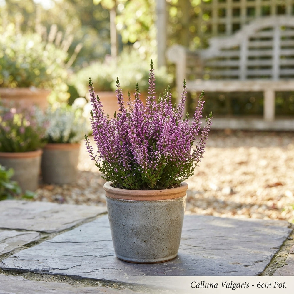Mixed Heather (Calluna vulgaris) – 6cm Pot