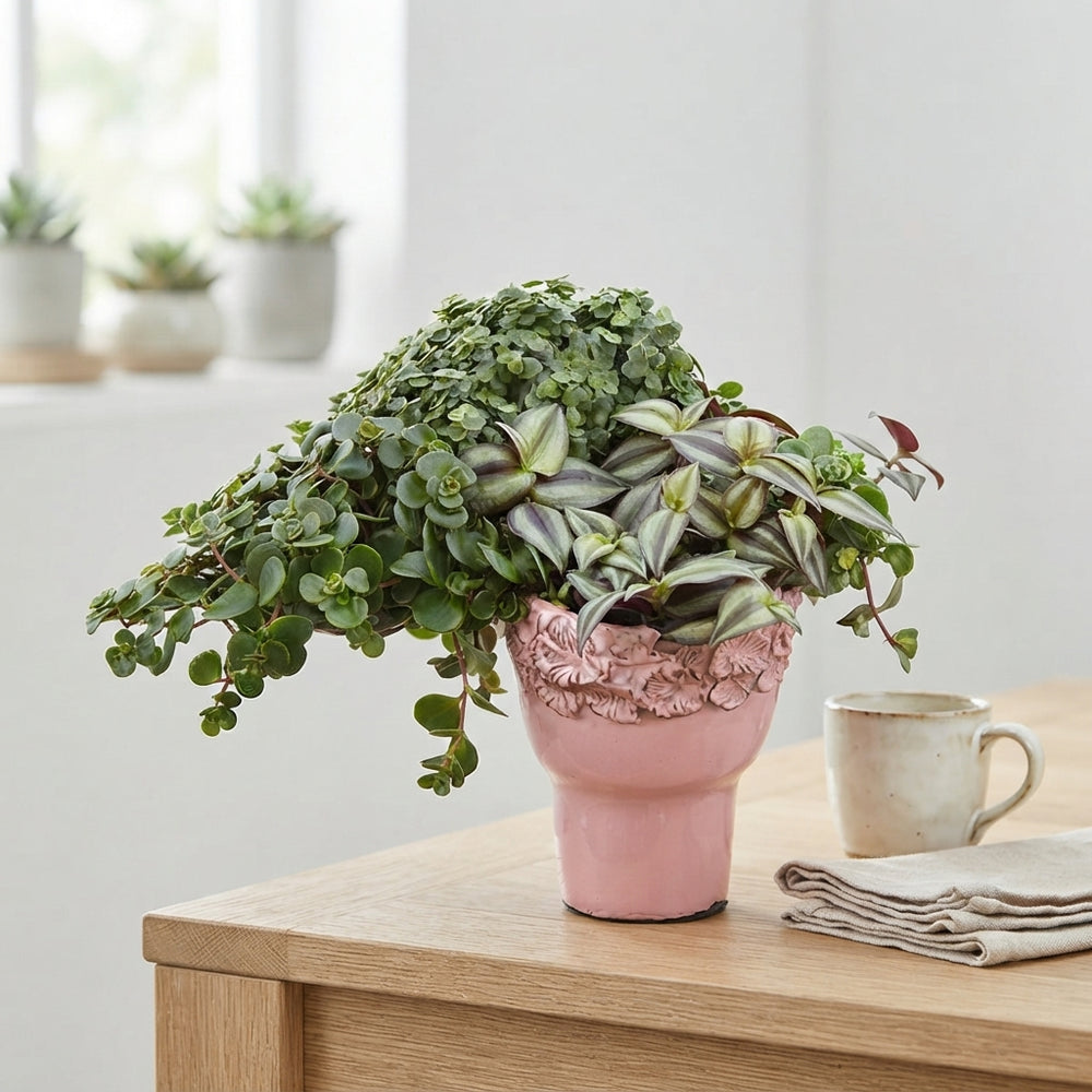 Mixed Ceramic Face Plant Arrangement – 11cm Pot