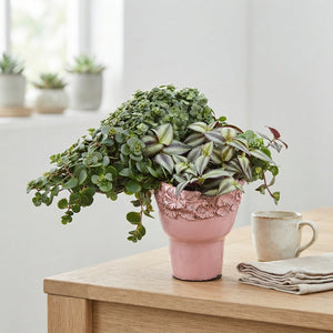 Mixed Ceramic Face Plant Arrangement – 11cm Pot