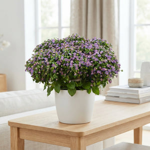 Blue Persian Violet (Exacum affine) – 11cm Pot