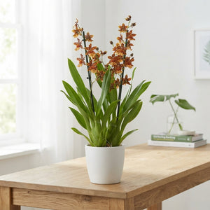 Colmanara Orchid – 12cm Pot, Approx. 70cm Height