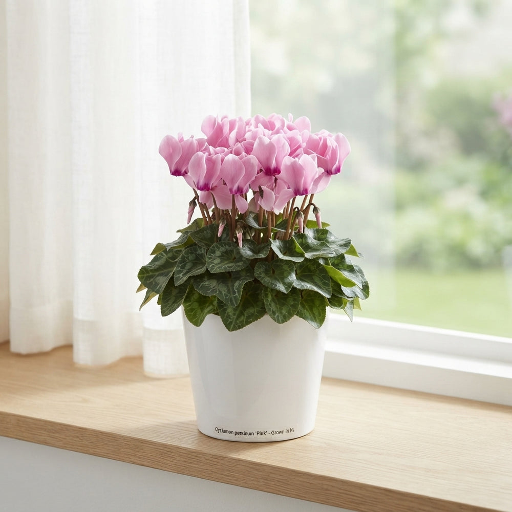 Pink Cyclamen persicum – 10.5cm Pot
