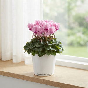 Pink Cyclamen persicum – 10.5cm Pot