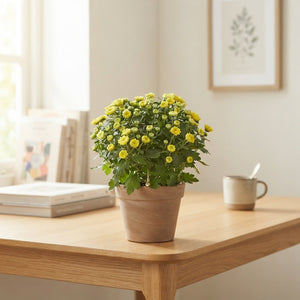 Mixed Chrysanthemum Houseplant – 13cm Pot