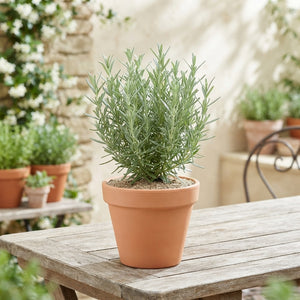 Rosemary (Rosmarinus officinalis) – 14cm Pot