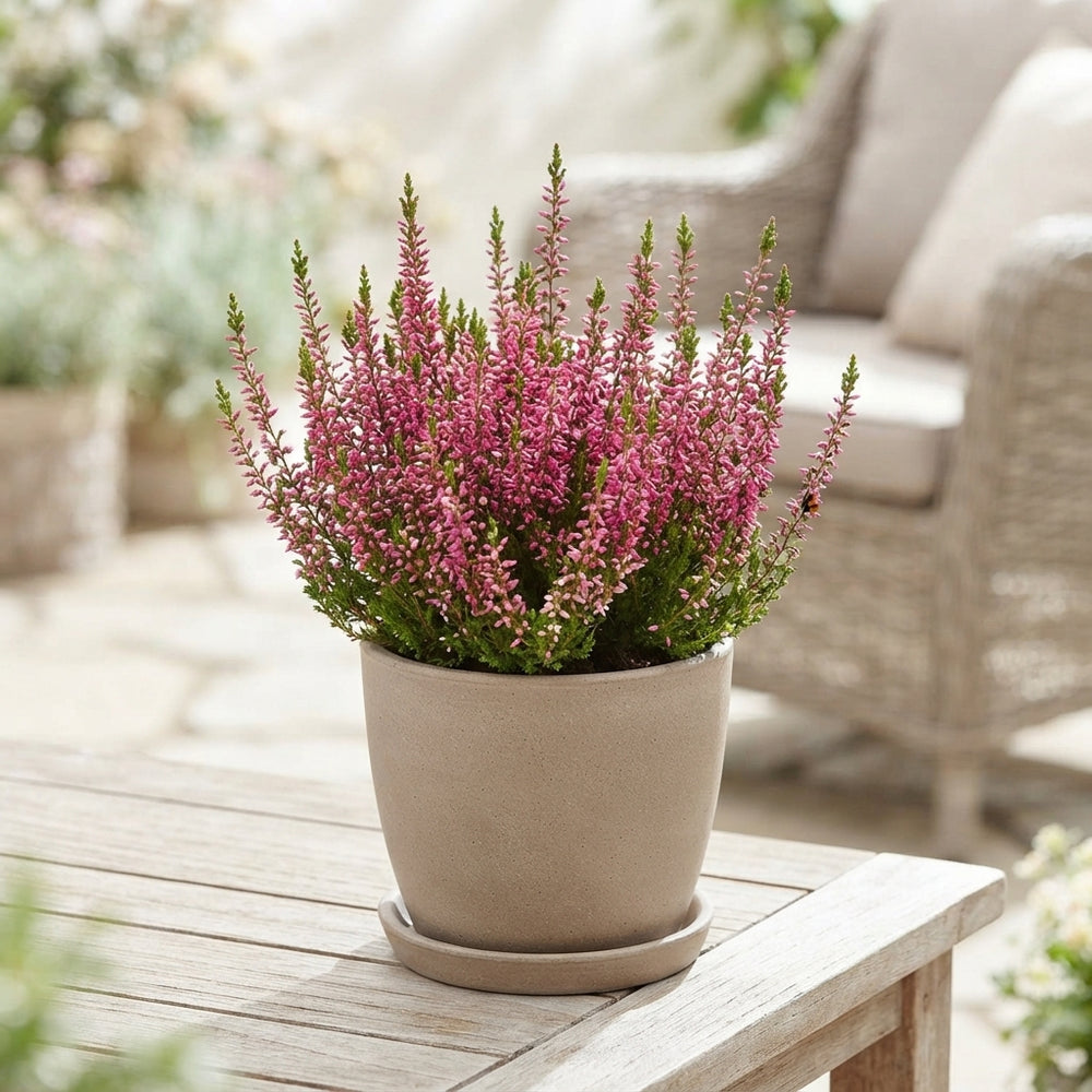 White Heather (Calluna vulgaris) – 12cm Pot