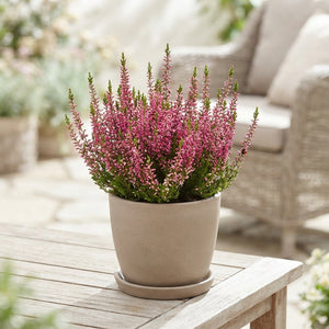White Heather (Calluna vulgaris) – 12cm Pot