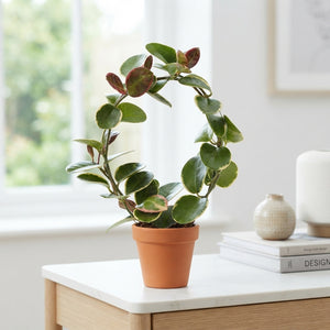 Hoya 'Aus Blondie Boog' – 12cm Pot