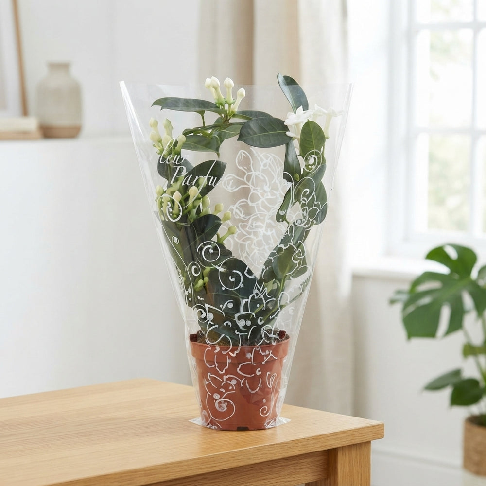 Stephanotis (Madagascar Jasmine) – 12cm Pot