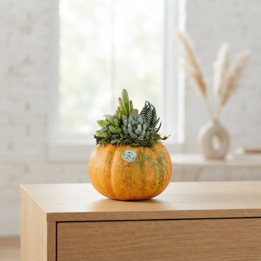 Mixed Pumpkin Plant Arrangement – 12cm Pot