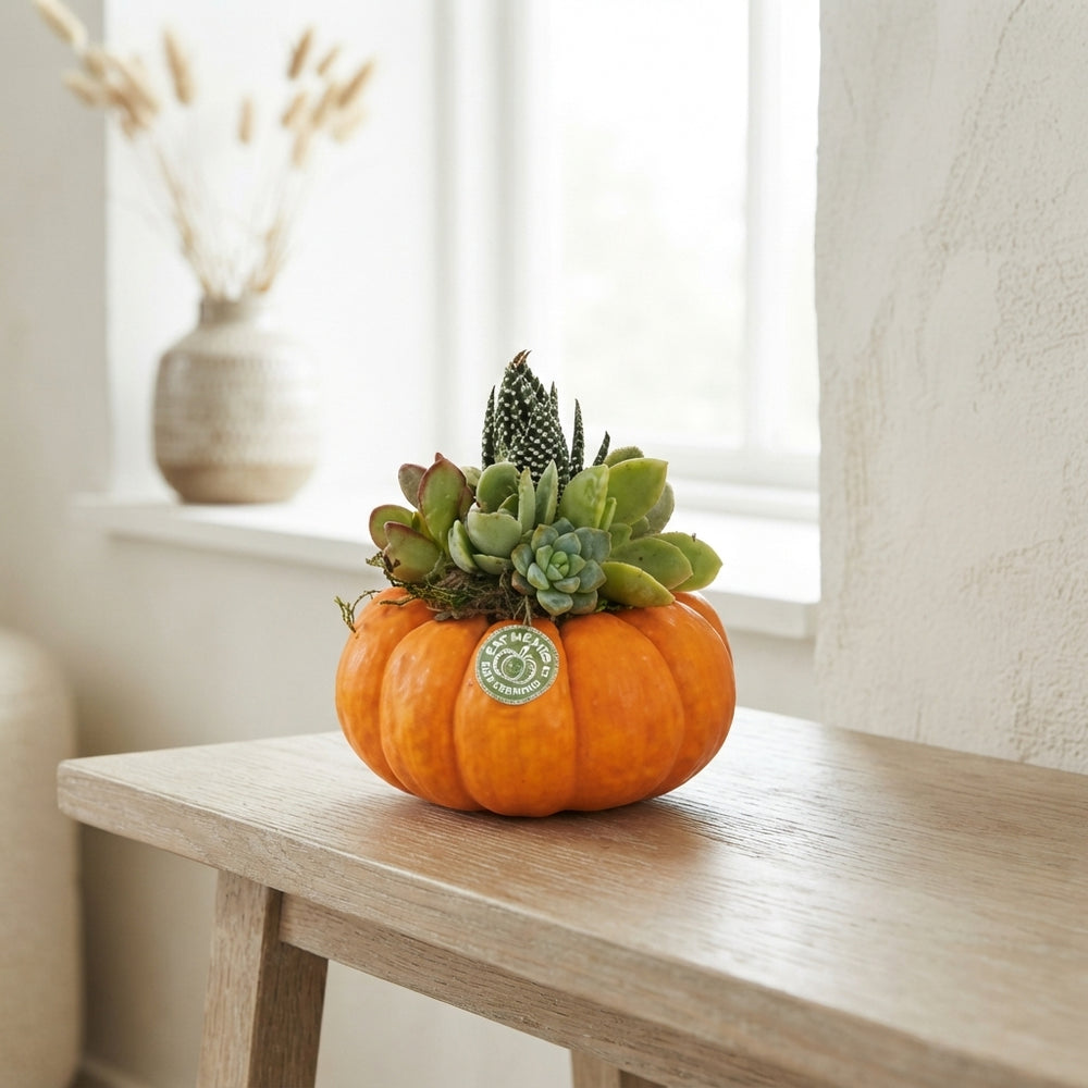 Mixed Decorative Pumpkin Arrangement – 10cm Pot