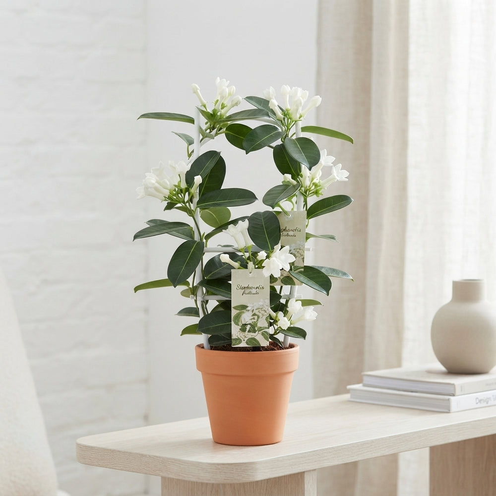 Stephanotis Floribunda White – 12cm Pot, 45cm Tall