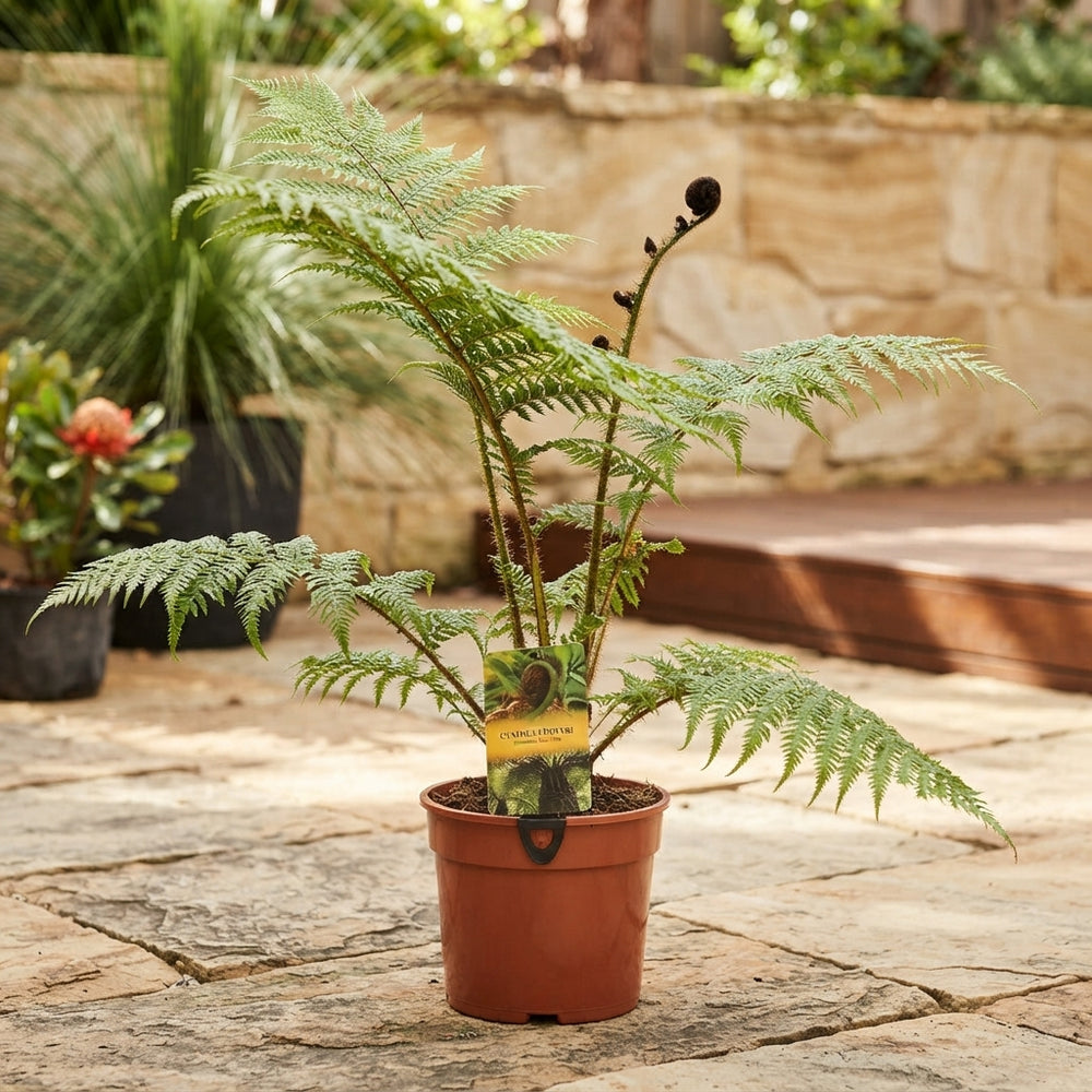 Australian Tree Fern (Cyathea cooperi) – 24cm Pot