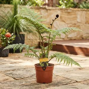 Australian Tree Fern (Cyathea cooperi) – 24cm Pot