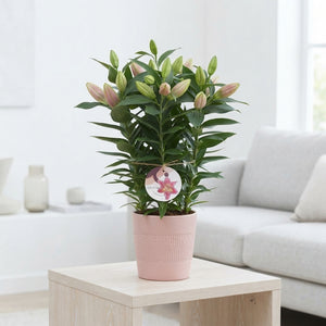 Oriental Lily (Lilium) – 13cm Ceramic Pot