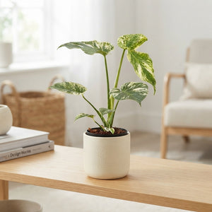 Mint Monstera – 14cm Pot, Approx. 30cm High