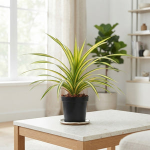 Pandanus tectorius ‘Yellow’ – 14cm Pot