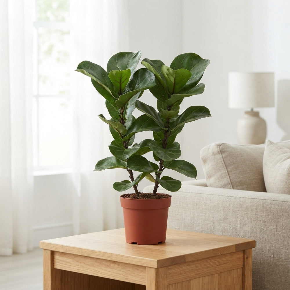 Fiddle Leaf Fig (Ficus lyrata Bambino) – 19cm Pot