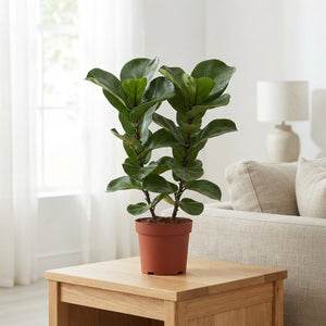 Fiddle Leaf Fig (Ficus lyrata Bambino) – 19cm Pot