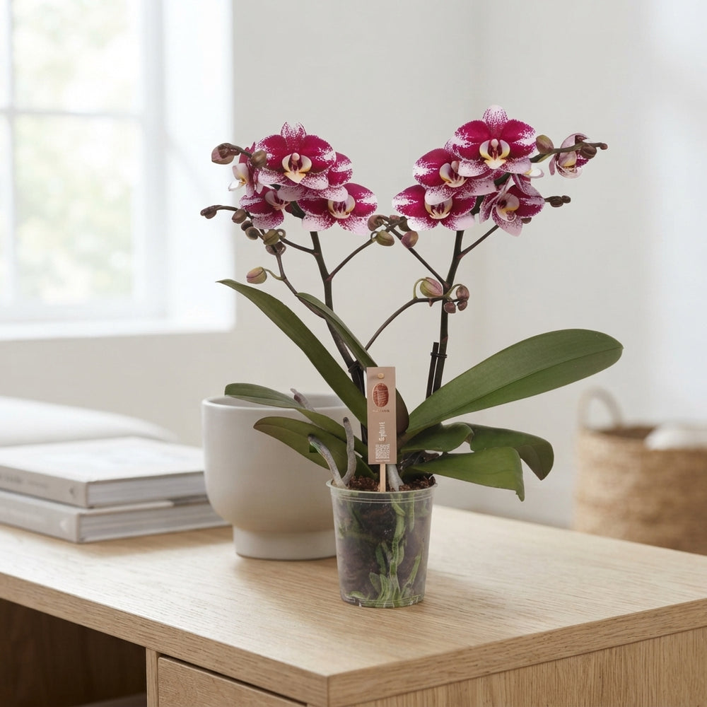Red Phalaenopsis Orchid – 12cm Pot, 45cm Tall