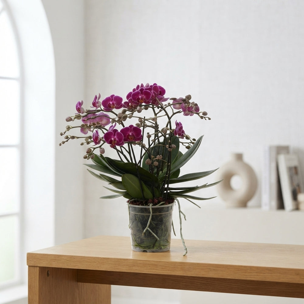 Mixed Phalaenopsis Orchid – 15cm Pot, 50cm Tall