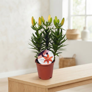 Orange Asiatic Lily (Lilium) – 13cm Pot