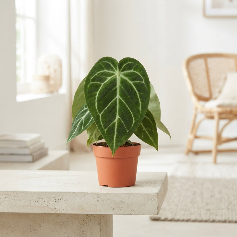 Anthurium magnificum – 12cm Pot, 35cm Tall
