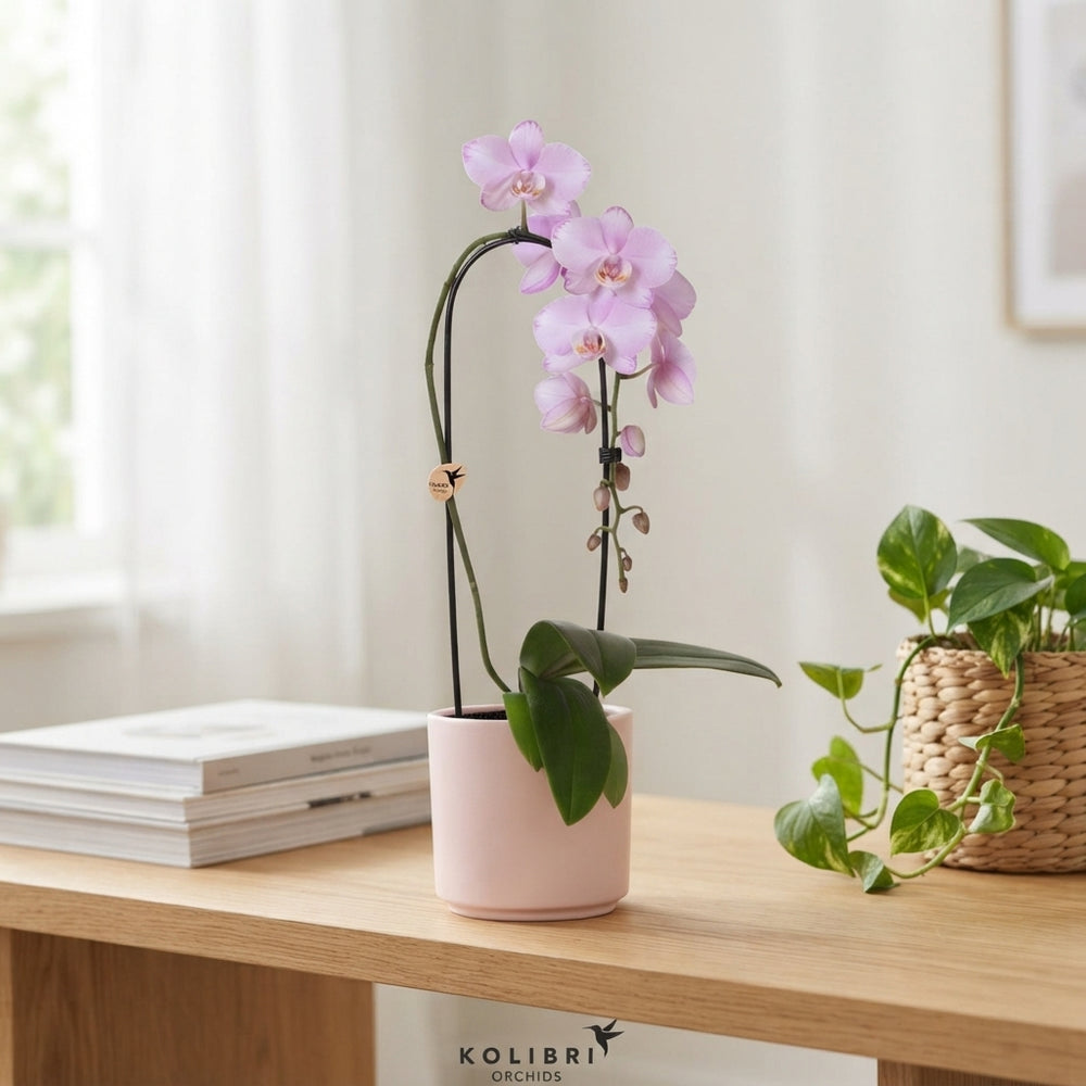 Phalaenopsis Orchid – 1 Stem, 12cm Ceramic Pot
