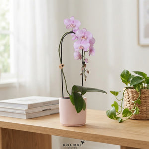 Phalaenopsis Orchid – 1 Stem, 12cm Ceramic Pot