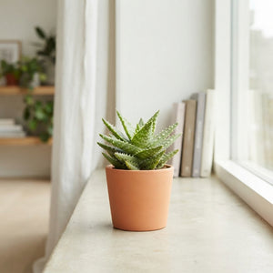 Aloe squarrosa – 5.5cm Pot