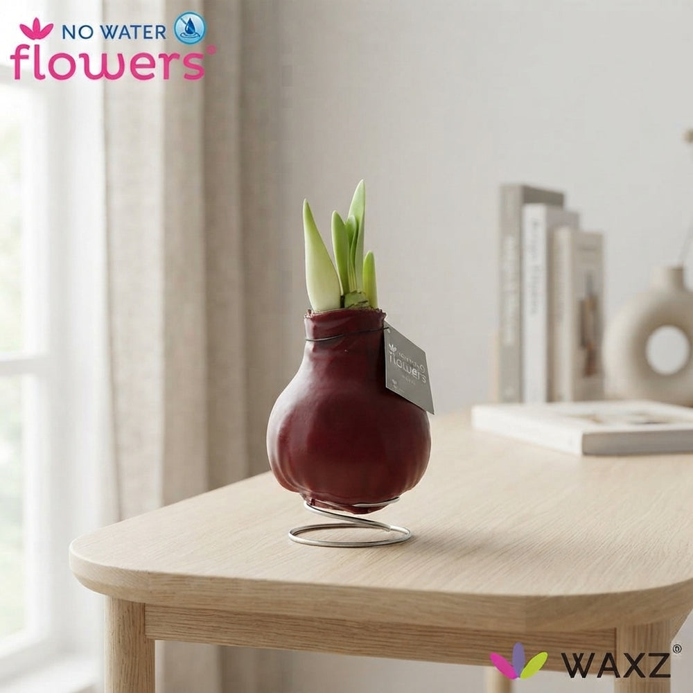 Mixed Colour Waxed Amaryllis (Hippeastrum) – 2 Stems