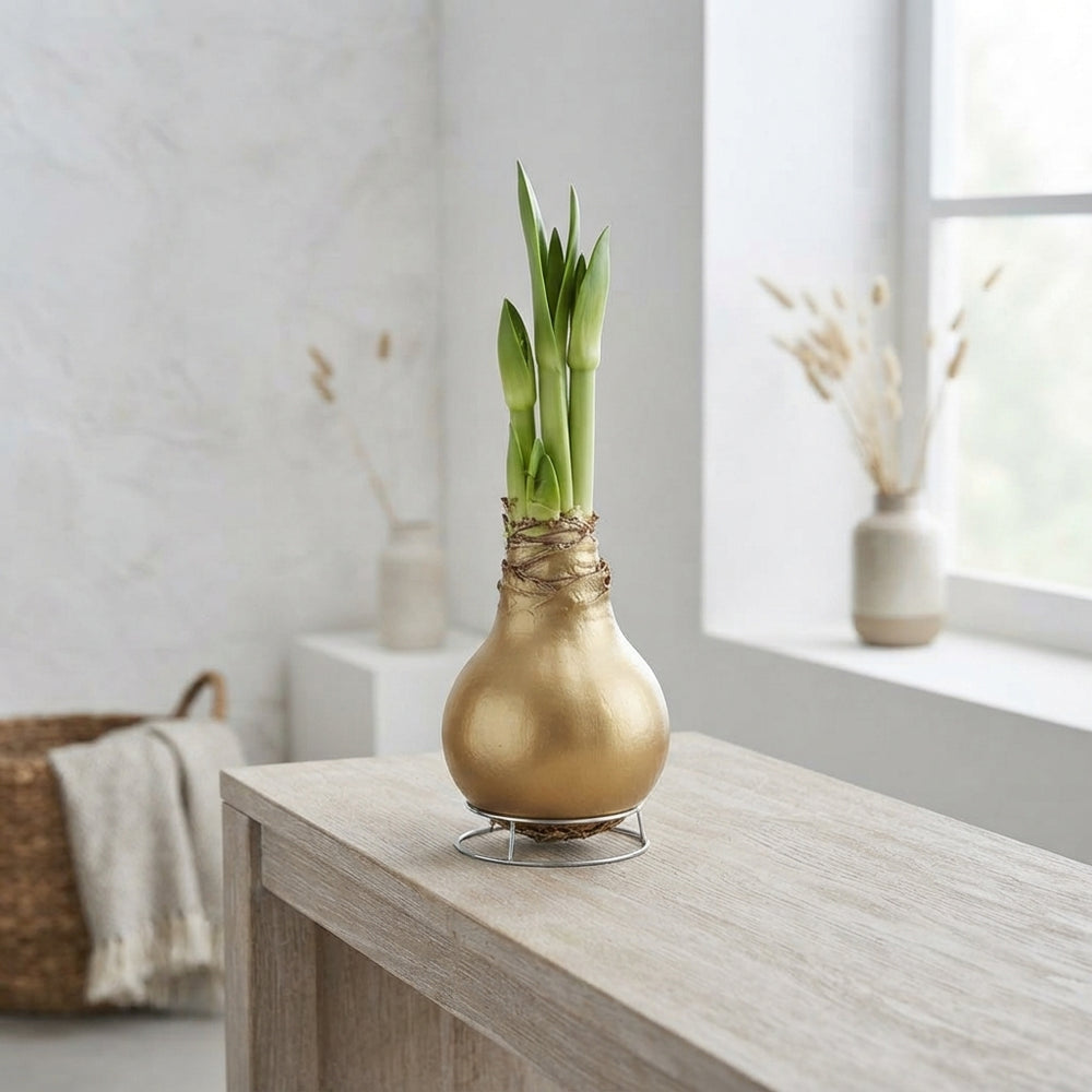 Waxed Hippeastrum Amaryllis Bulb – Mixed Colours