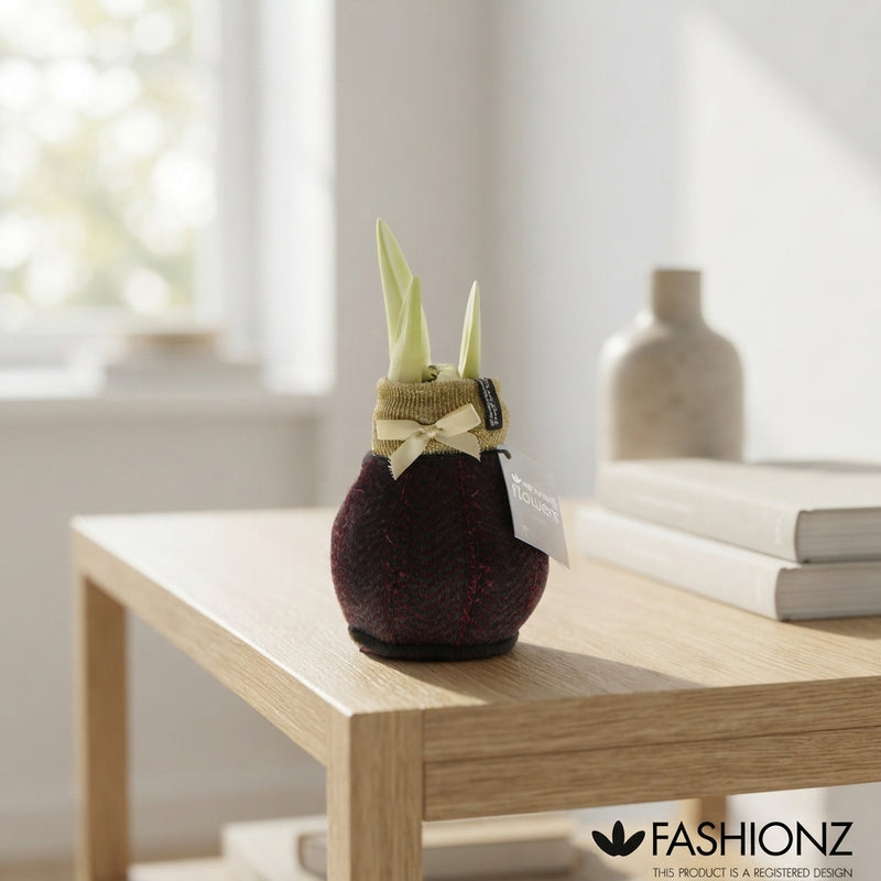 Waxed Hippeastrum ‘Fashionz Elegant’