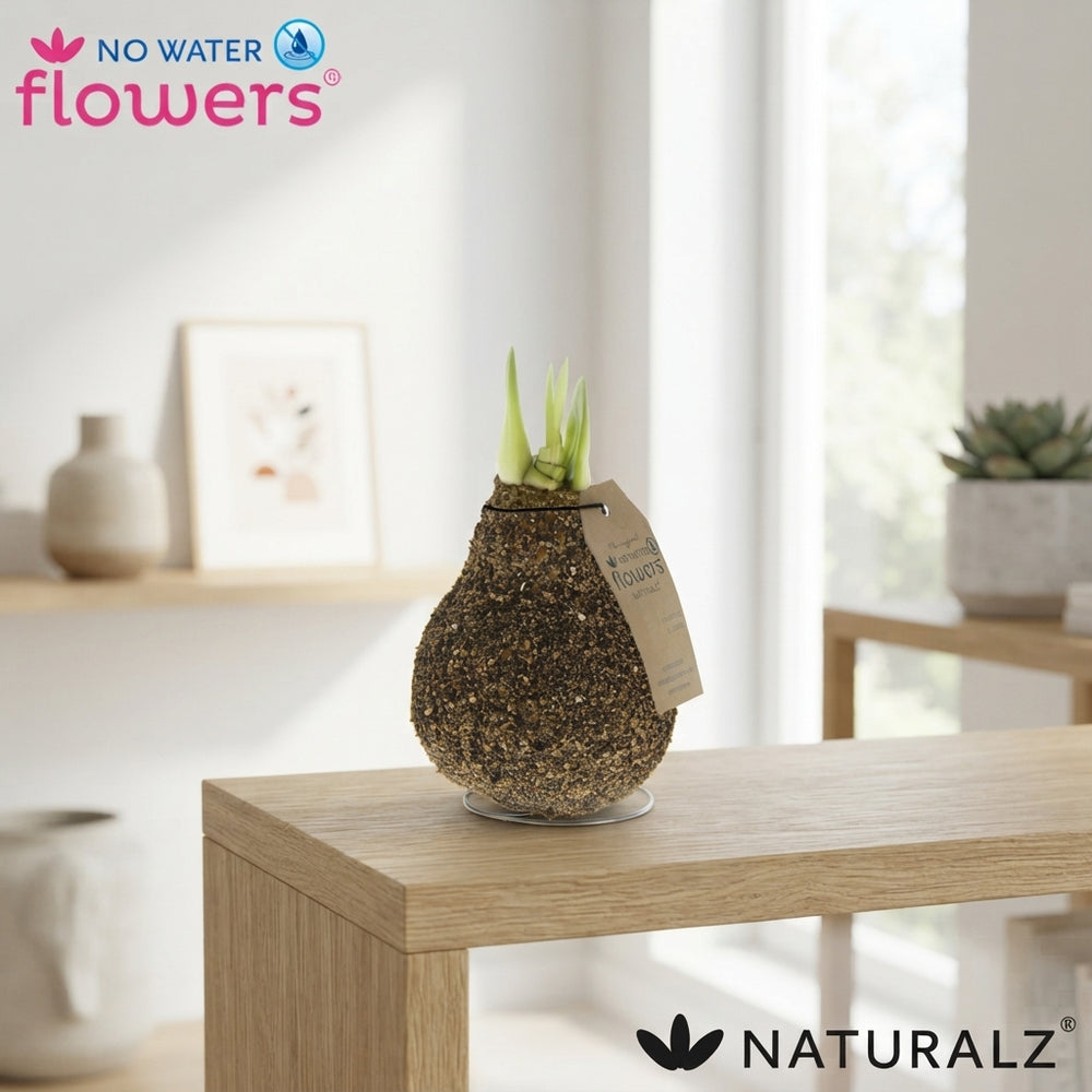 Waxed Hippeastrum Amaryllis Natural Cork Finish