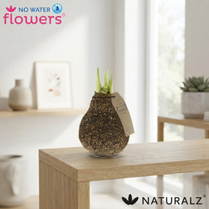 Waxed Hippeastrum Amaryllis Natural Cork Finish