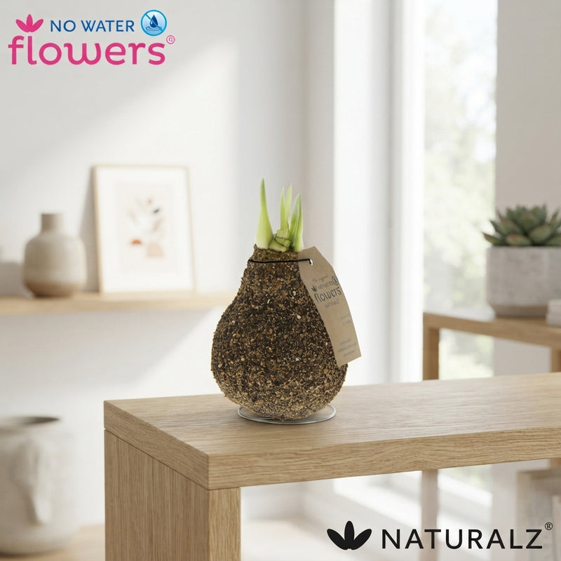 Waxed Hippeastrum Amaryllis Natural Cork Finish
