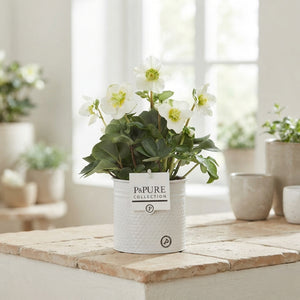 Christmas Carol Hellebore – White, 12cm Pot