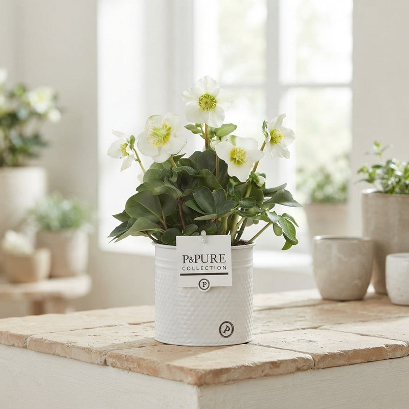 Christmas Carol Hellebore – White, 12cm Pot
