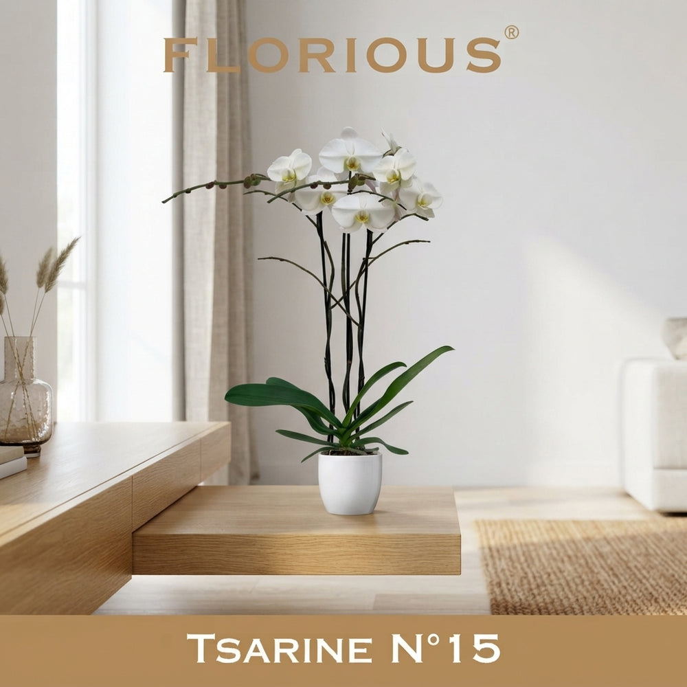 White Phalaenopsis Orchid – 15cm Ceramic Pot