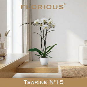 White Phalaenopsis Orchid – 15cm Ceramic Pot