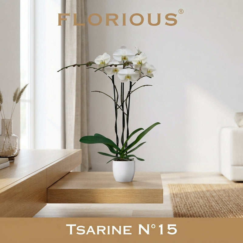 White Phalaenopsis Orchid – 15cm Ceramic Pot