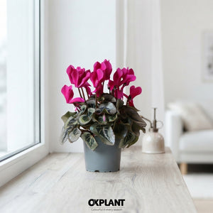 Mixed Cyclamen persicum – 12cm Pot