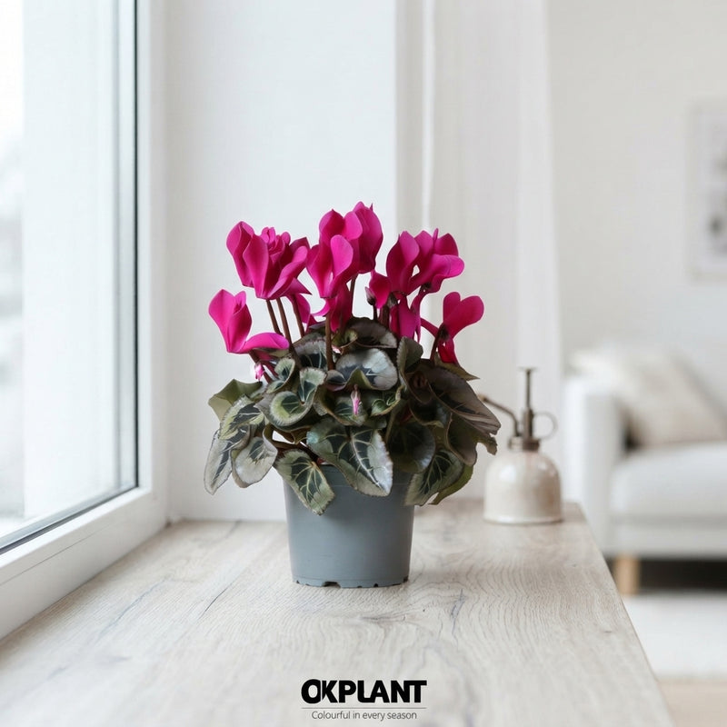 Mixed Cyclamen persicum – 12cm Pot