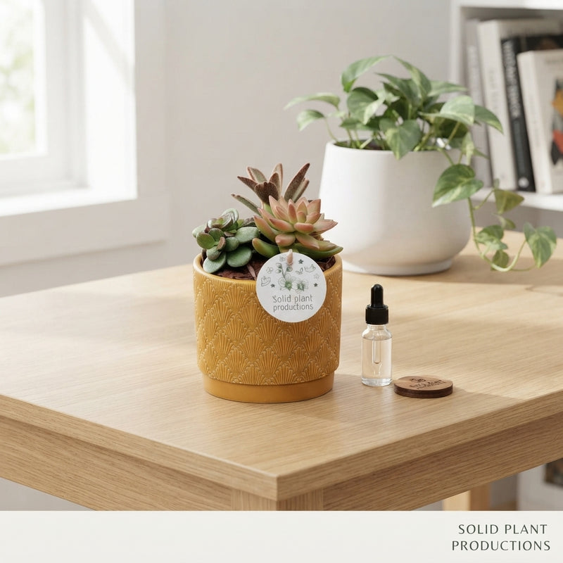 Mixed Succulent Arrangement – 12cm Ceramic Pot