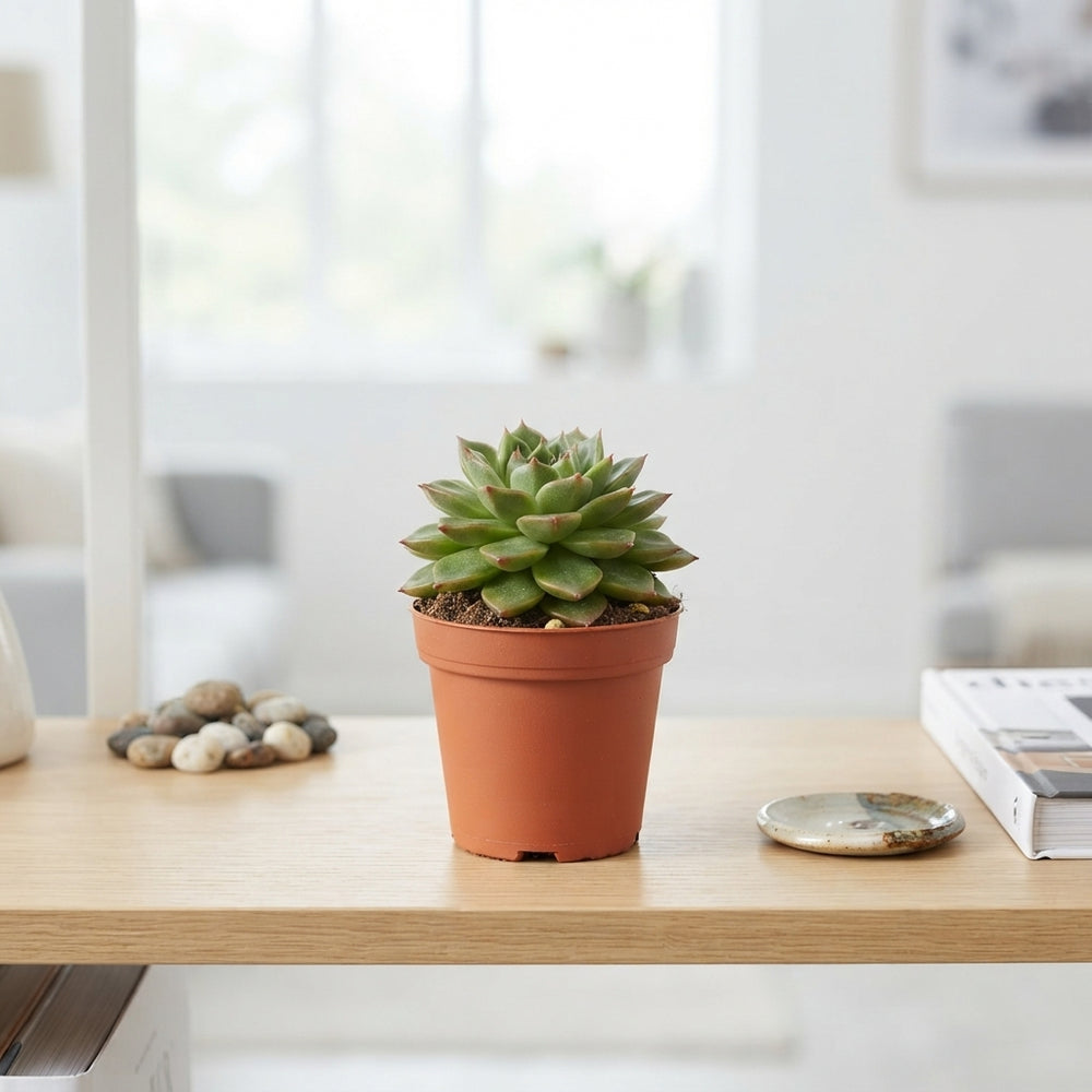Echeveria Succulent – 5.5cm Pot