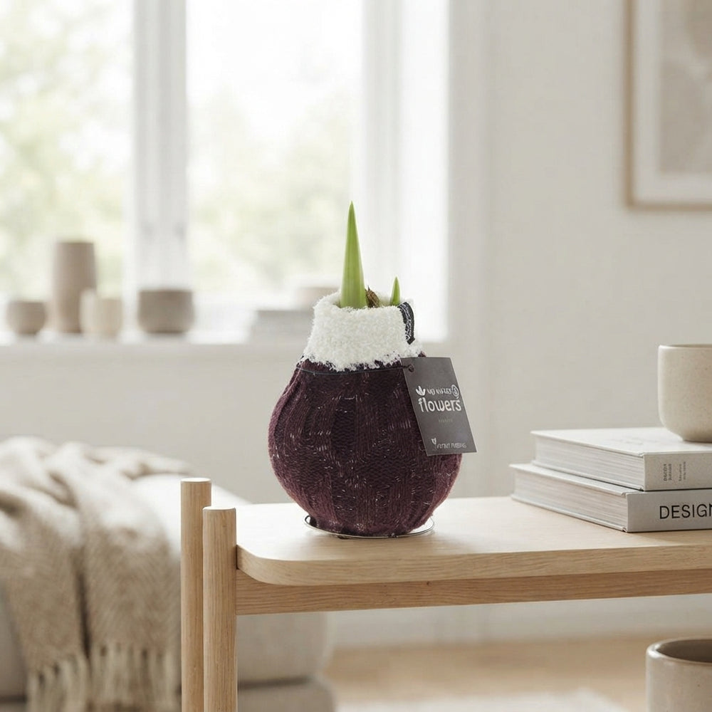 Waxed Hippeastrum ‘Cozy Wooly’ Flowering Bulb