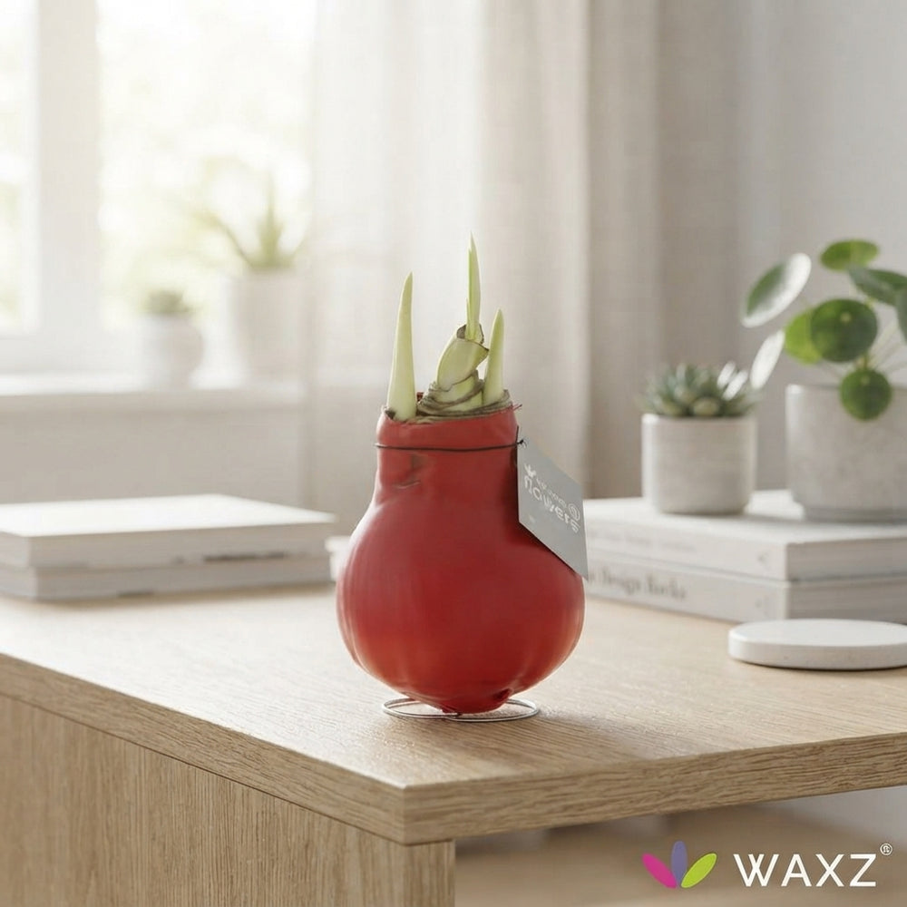 Red Waxed Hippeastrum (Amaryllis) Bulb