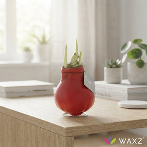 Red Waxed Hippeastrum (Amaryllis) Bulb