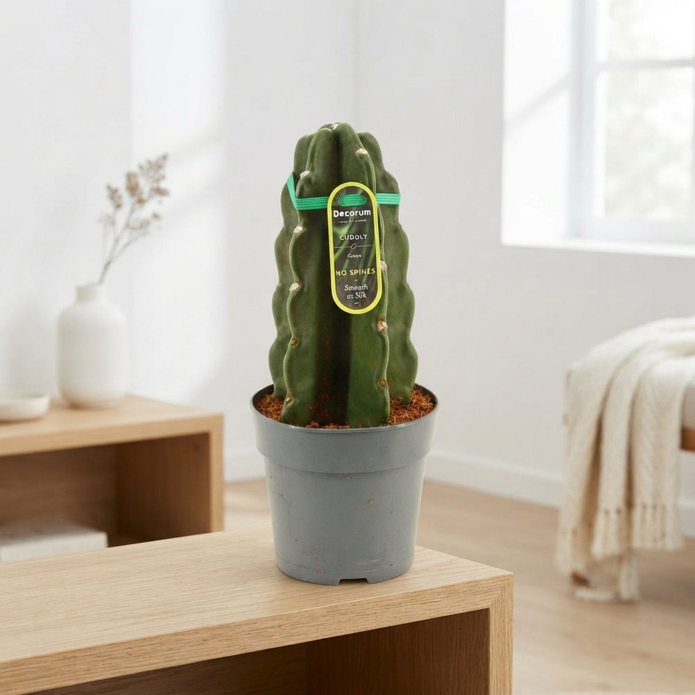 Cuddly Cactus (Cereus) – 12cm Pot, 28cm High